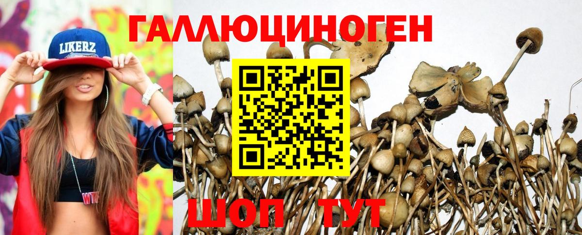 где найти   Вход с VPN  Псилоцибиновые грибы Magic Shrooms  Тосно  Псилоцибиновые грибы Psilocybe 